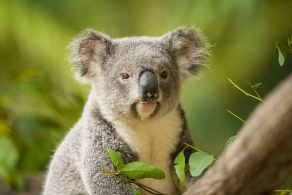 Koala eating eucalypt leaves