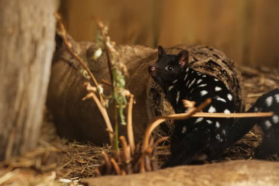 Eastern Quoll is a medium-sized carnivorous dasyurid marsupial native to Australia.