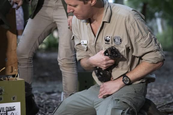 Rob Brewster (Rewilding Program Manager) holding an eastern quoll ready to be released in Booderee Botanic Gardens, Jervis Bay.