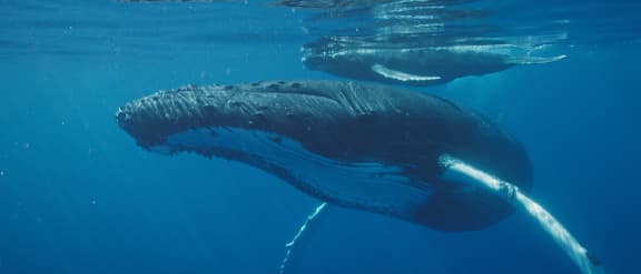 Regenerative Saltwater - WWF-Australia. Our program of work to protect oceans and species in the southern hemisphere.