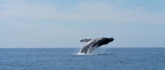 Compilation video of humpback whales