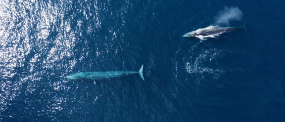 Aerial shot of fin whales