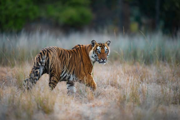A wild tiger prowls through long dry grass with its face turned towards the camera in Bandhavgarh National Park, India