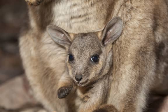 Black-footed rock-wallaby (Petrogale lateralis) joey in pouch, Heavitree Gap, Alice Springs, Northern Territory, Australia.