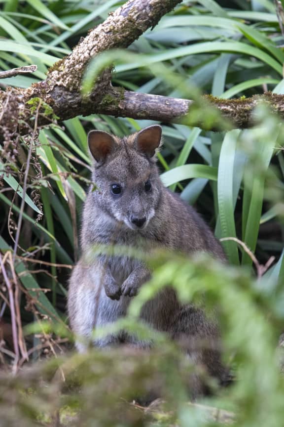 Parma wallaby (Notamacropus parma)