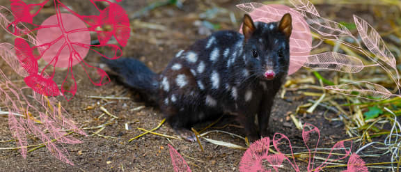 Quoll homepage banner