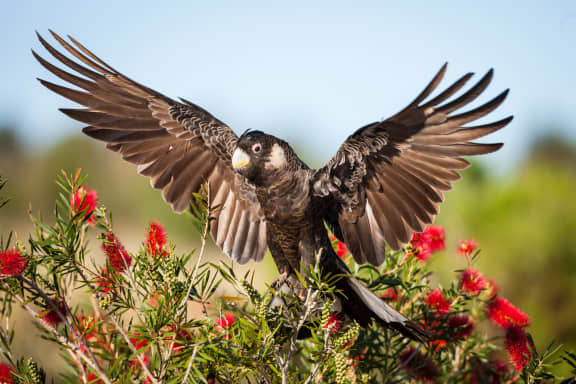 Carnaby's black cockatoo (Calyptorhynchus latirostris) displaying its wings. Western Australia.