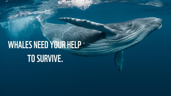 A baby humpback whale plays near the surface in blue water