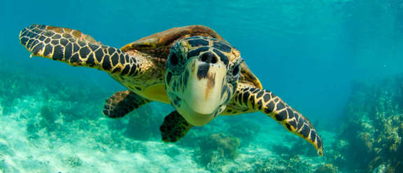 Hawksbill turtle (Eretmochelys imbricata) swimming underwater, Nosy Be, North Madagascar