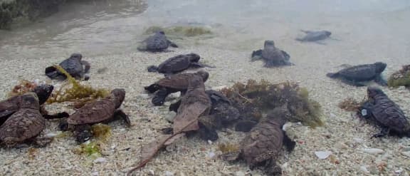 Hawksbill turtle  banner video background
