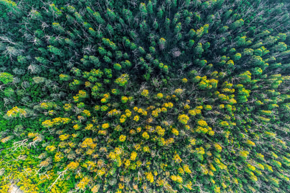 Looking down at eucalyptus tree tops - aerial view