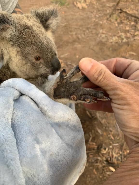 Maryanne the koala with burnt paws