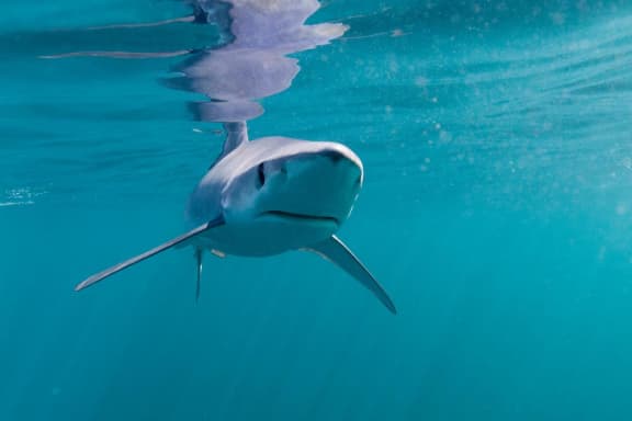 Blue shark