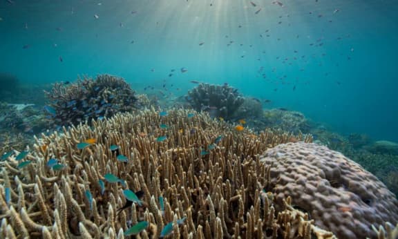 Coral reef in Raja Ampat, Indonesia