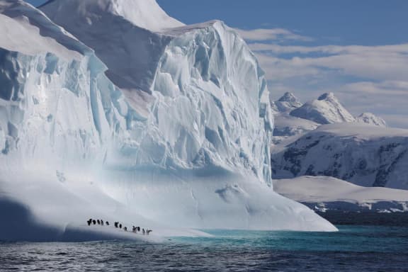Gentoo penguins