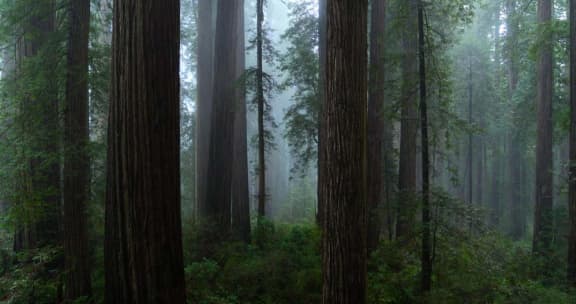 Redwood Forest, California