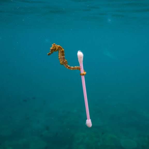 A small estuary seahorse, Hippocampus kuda, drifts in the polluted waters near Sumbawa Besar, Sumbara Island, Indonesia.