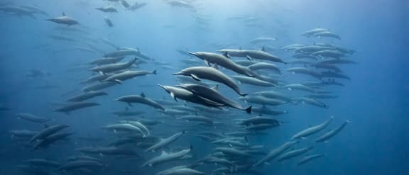 Spinner dolphins