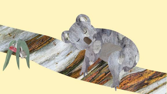 Illustration of a koala sleeping in a tree