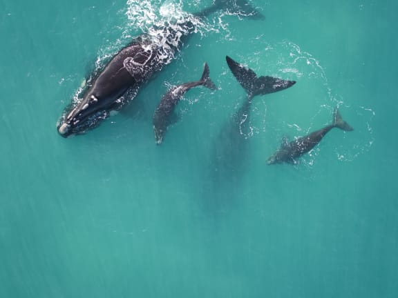 Southern right whales (Eubalaena Australis) and calf spotted along the coast of the Head of Bight in South Australia