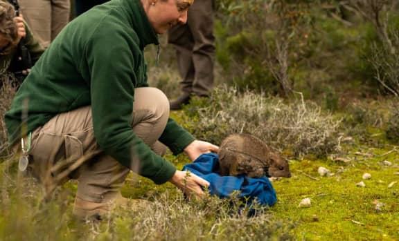 A brush-tailed bettong is released in Dhilba Guuranda-Innes National Park on Yorke Peninsula