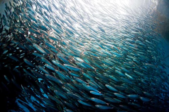 Pole and line tuna and baitfish fishery project= Indonesia