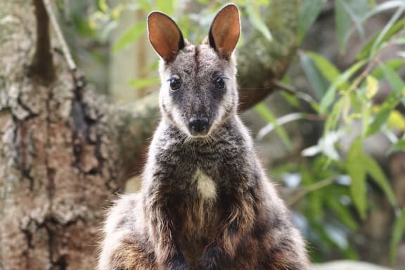 Brush-tailed rock wallaby