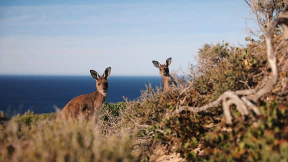 Grey kangaroos peeking out from a bush in Yorke Peninsula