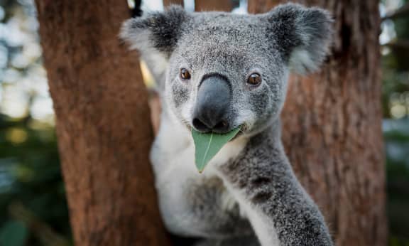 Portrait of Icarius an adult male koala (Phascolarctos cinereus) eating an Eucalyptus leaf at Return to the Wild Inc. Toowoomba, South East Queensland