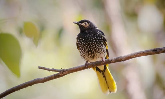 Critically endangered regent honeyeater on a branch, Quorrobolong NSW