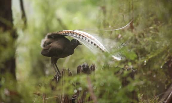 Superb Lyrebird