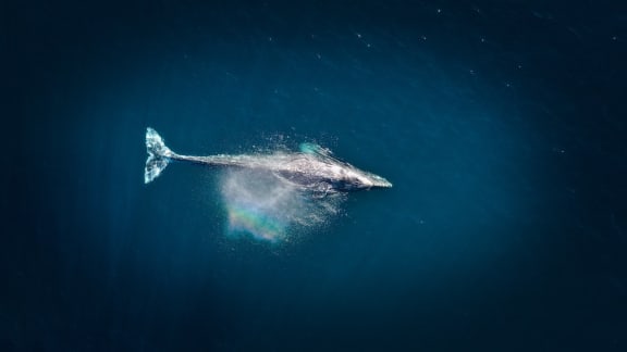 Whale swimming in the ocean