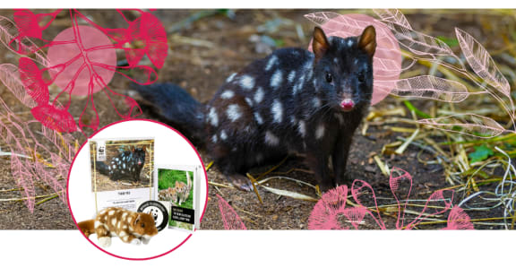 A graphic containing a black eastern quoll with white spots and a pink nose. Around it are sketches of eucalyptus leaves and flowers in different shades of pink. An inset white circle displays an image of the quoll adoption pack, which includes a certificate, welcome booklet, WWF sticker and plush quoll toy.