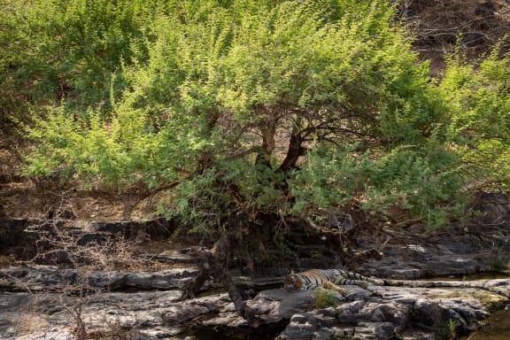 A male tiger lies asleep under a green tree. His stripes and colourings makes him difficult to see amongst the dappled light and colours of his habitat.