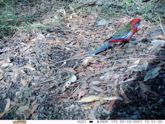 Crimson rosella spotted on a camera trap © Supplied camera trap image