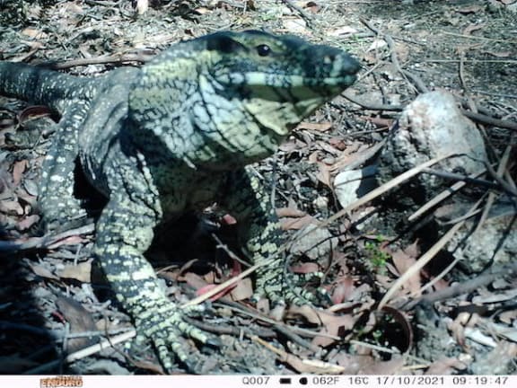 Goanna snapped on a camera trap © Supplied camera trap image