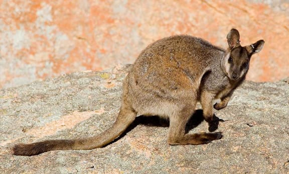 Black-flanked rock-wallaby, Nangeen Hill