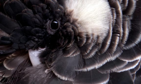 Carnaby's black cockatoo close up (Harmony)