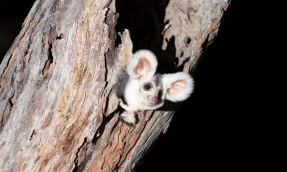 Greater glider in a patch of old growth forest in Munruben, Logan City, south of Brisbane