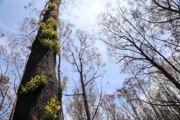 Regrowth after bushfires