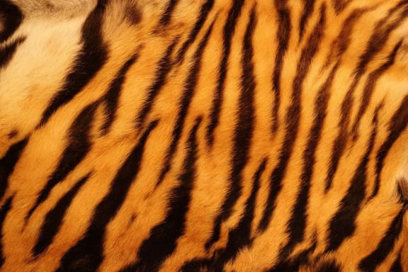 Tiger stripes
