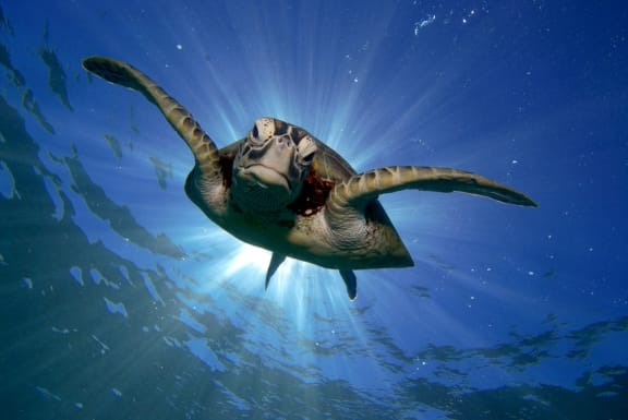 Turtle