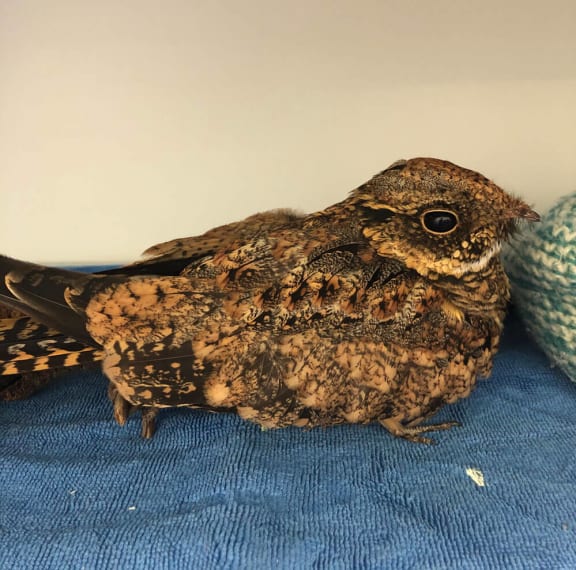 Nightjar in care