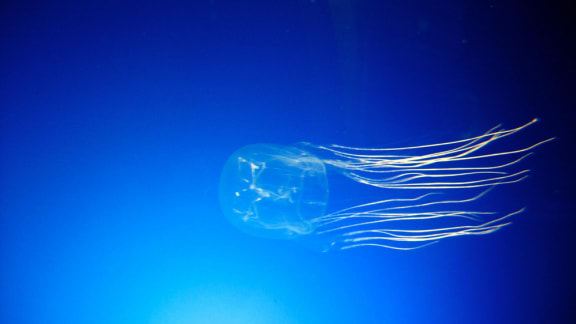 Small box jellyfish