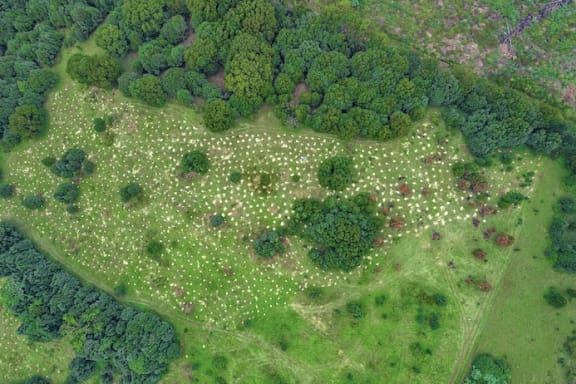 The Bangalow Koalas volunteer teams planted over 800 trees in just a few hours