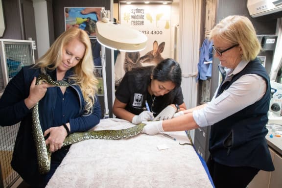 A diamond python receives treatment in Sydney Wildlife Rescue’s mobile care unit