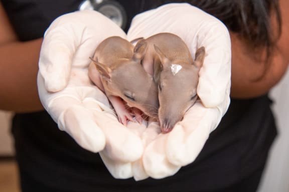 Dr Prishani Vengetas holds a pair of orphaned bandicoots receiving care from Sydney Wildlife Rescue