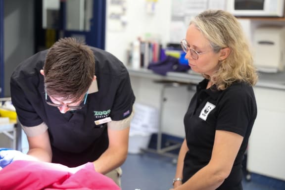 Dr Nick Doidge and Jennifer Ford attend to Annie the koala