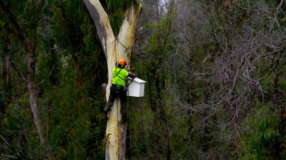 Aerial view of greater glider nest box installation in East Gippsland= VIC