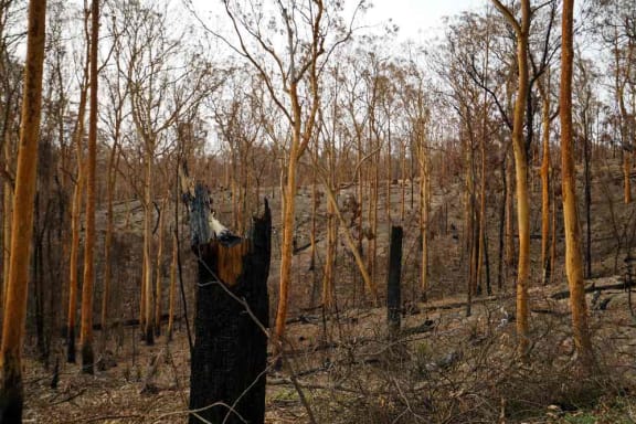 Burnt forest at Batemans Bay